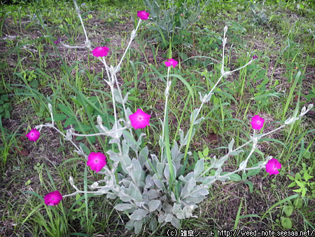 雑草ノート ナデシコ科